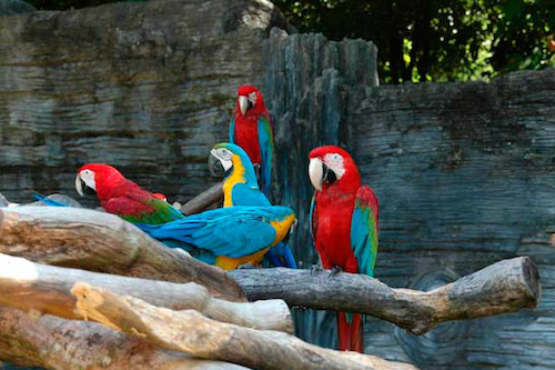 attraction-Koh Kong Safari World 2.jpg